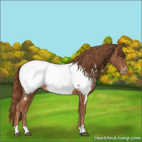 Horse Color:Red Roan Appaloosa Rabicano