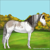 Horse Color:White Spotted Liver Red Dun Splash 