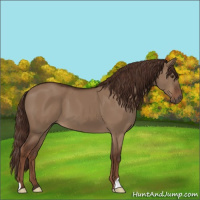 Horse Color:Liver Red Dun 