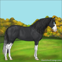 Horse Color:Black Sabino Splash 