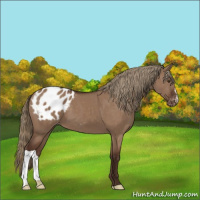 Horse Color:Liver Red Dun Appaloosa 