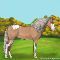 Horse Color:Silver Brown Dun Sabino Appaloosa 