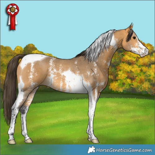 Horse Color:Buckskin Sabino Tobiano 