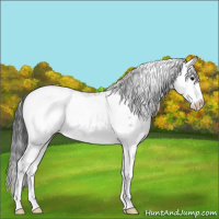 Horse Color:Bay Sabino Appaloosa 