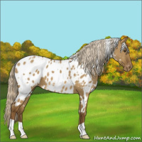Horse Color:White Spotted Chocolate Palomino Dun Appaloosa 