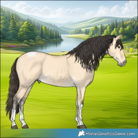 Horse Color:Buckskin Dun Tobiano