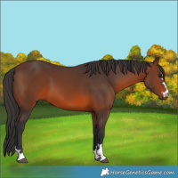Horse Color:Brown 