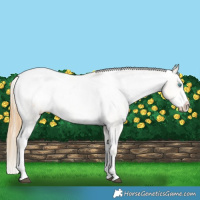Horse Color:Buckskin Roan Pearl Sabino Appaloosa