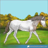 Horse Color:Buckskin Splash Appaloosa 