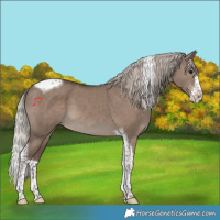 Horse Color:Silver Grullo Sabino Splash Tobiano 