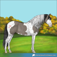 Horse Color:Grullo Splash Tobiano 