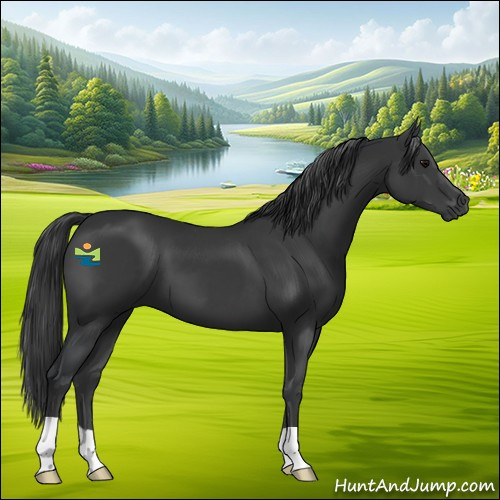 Horse Color:Black 