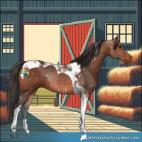 Horse Color:Bay Tobiano Rabicano 