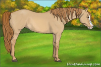 Horse Color:Red Dun Splash Rabicano 