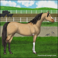 Horse Color:Buckskin Dun 