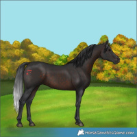 Horse Color:Brown Rabicano 