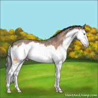 Horse Color:Bay Ice Dun Splash 