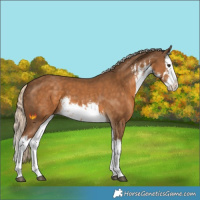 Horse Color:White Spotted Chocolate Palomino Splash 