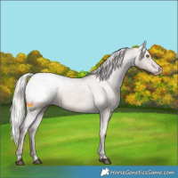 Horse Color:Silver Brown Dun Appaloosa 