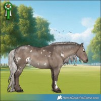 Horse Color:White Spotted Silver Grullo 