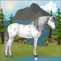 Horse Color:White Spotted Liver Chestnut Sabino 
