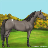 Horse Color:Grullo Varnish 