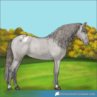 Horse Color:Grullo Varnish 