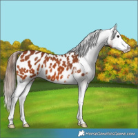 Horse Color:Bay Splash Appaloosa 
