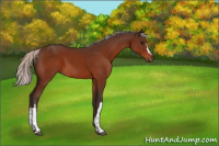 Horse Color:Silver Bay 