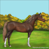 Horse Color:Liver Chestnut 