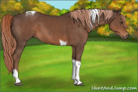 Horse Color:Liver Chestnut Tobiano 