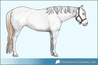 Horse Color:Chestnut Pearl Sabino