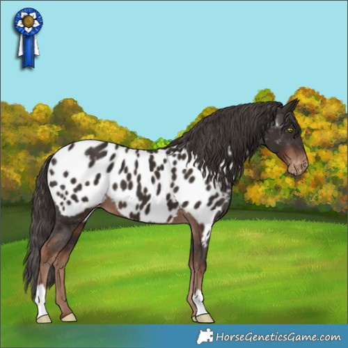 Horse Color:Liver Chestnut Appaloosa 
