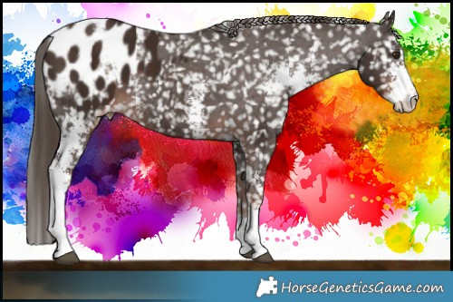 Horse Color:Liver Chestnut Sabino Snowflake Varnish 