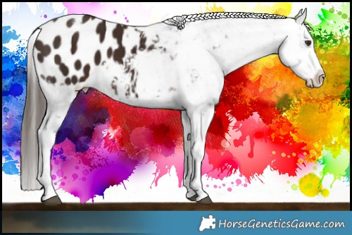 Horse Color:Liver Chestnut Sabino Appaloosa 