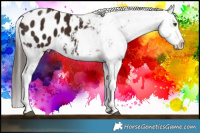 Horse Color:Liver Chestnut Sabino Appaloosa