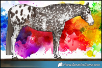 Horse Color:Liver Chestnut Sabino Snowflake Varnish 
