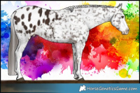 Horse Color:Liver Chestnut Sabino Appaloosa 