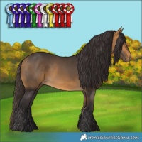 Horse Color:Buckskin 