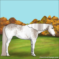 Horse Color:White Spotted Silver Grullo Rabicano 