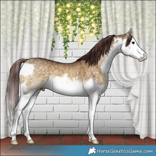 Horse Color:White Spotted Chocolate Buckskin Dun Splash Rabicano 