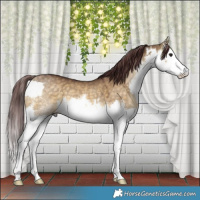 Horse Color:White Spotted Chocolate Buckskin Dun Splash Rabicano 