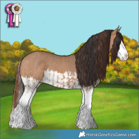 Horse Color:Red Dun Splash  and Bay Dun Splash 