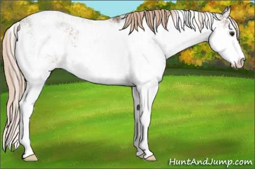 Horse Color:Chocolate Palomino Ice Sabino Rabicano 