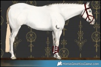 Horse Color:Buckskin Roan Pearl  and Buckskin Roan Pearl Dun 