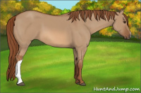 Horse Color:Red Dun 