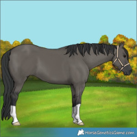 Horse Color:Grullo 