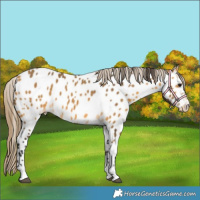 Horse Color:Buckskin Appaloosa 