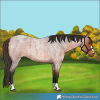 Horse Color:Bay Roan 