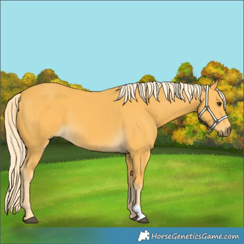 Horse Color:Palomino 